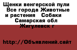 Щенки венгерской пули - Все города Животные и растения » Собаки   . Самарская обл.,Жигулевск г.